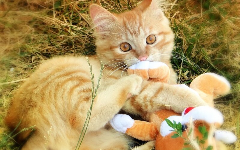 Ginger Kitten Playing