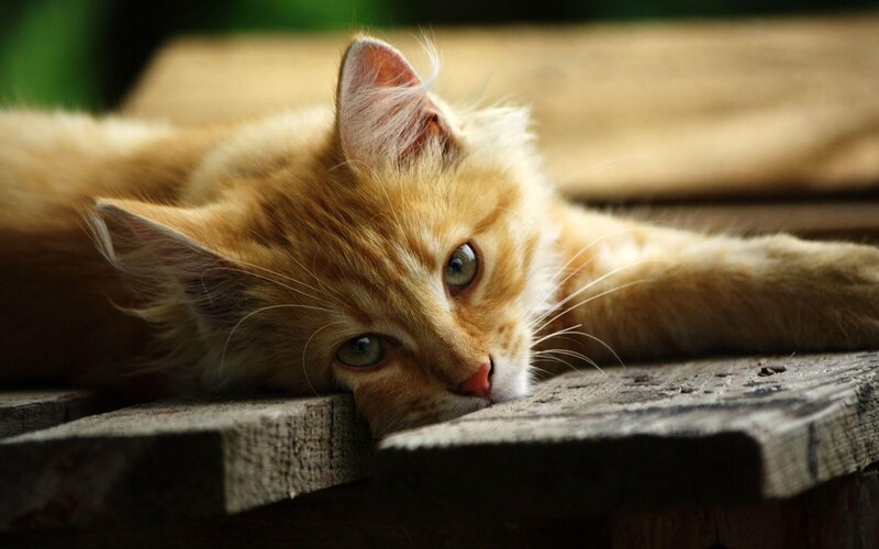 ginger kitten resting