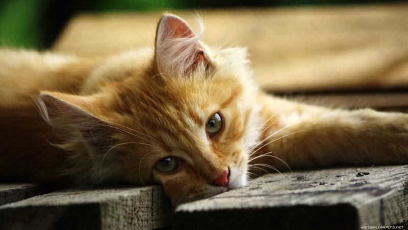 ginger kitten resting