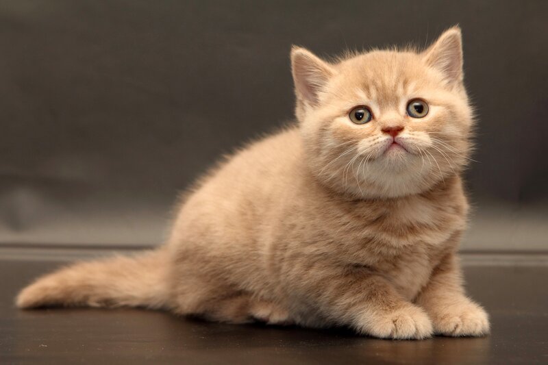 Ginger Kitten Sitting
