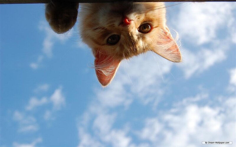 Ginger Kitten Upside Down