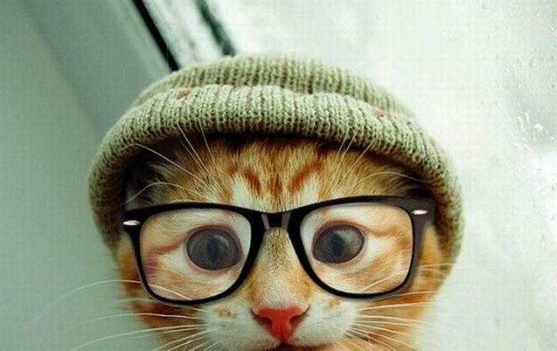 Ginger Kitten Wearing Hat