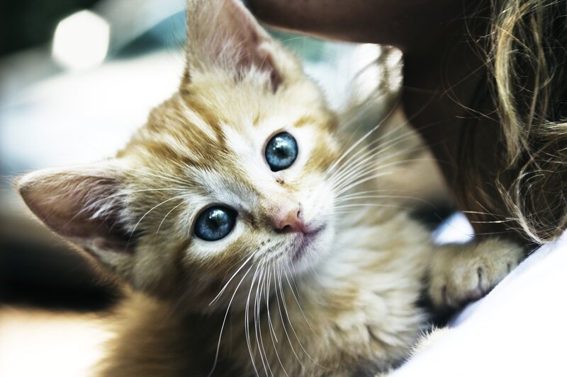 Ginger Kitten with Blue Eyes