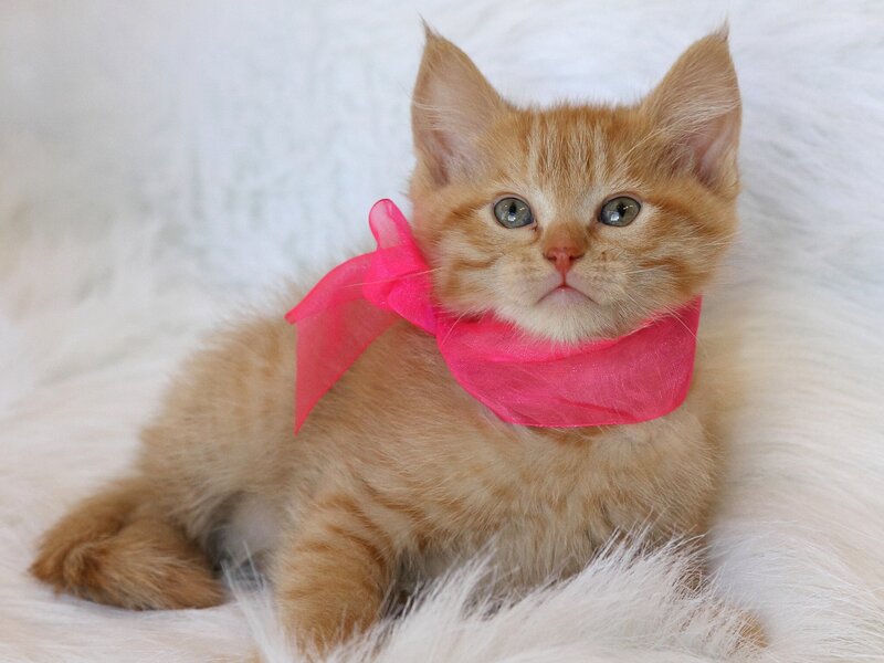 Ginger Kitten with Bow
