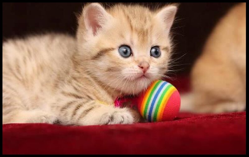 Ginger Kitten with Toy