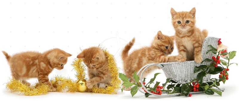 Ginger Kittens Playing