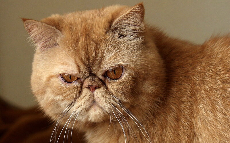 Ginger Persian Cat — Orange, Calm