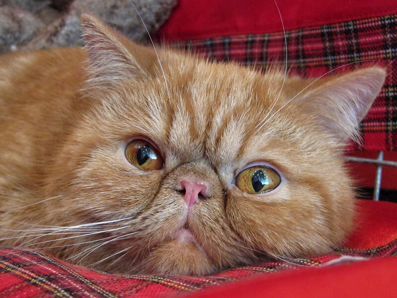 Ginger Persian Cat — Orange