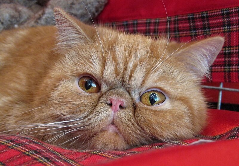 Ginger Persian Cat — Red