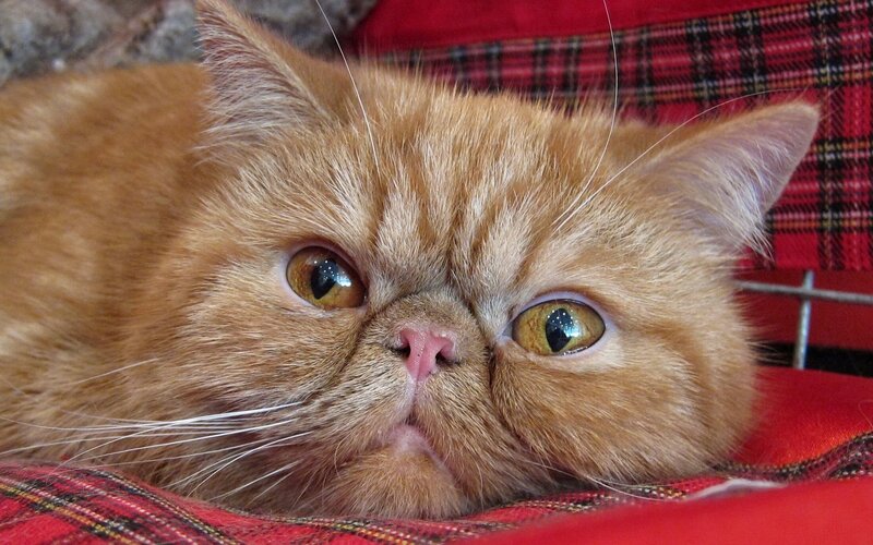 ginger persian cat resting