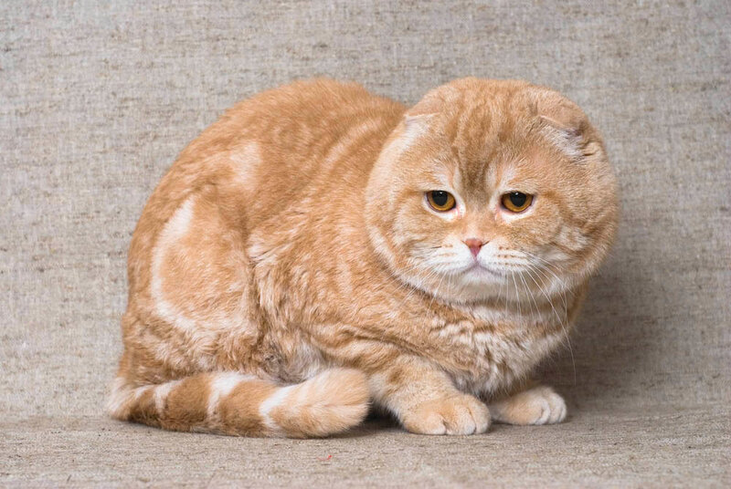 Ginger Scottish Fold Cat — Orange, Calm