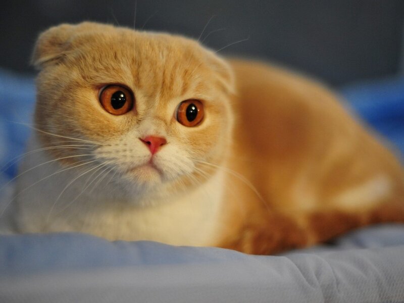 Ginger Scottish Fold Cat — Orange