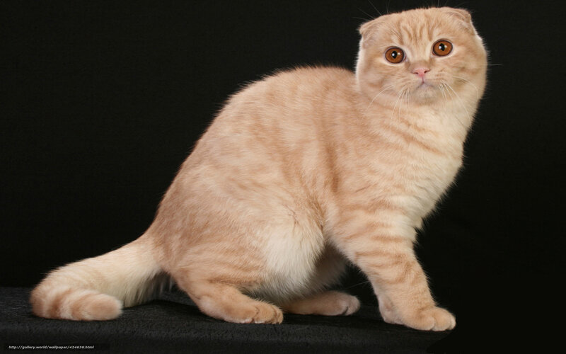 ginger scottish fold cat
