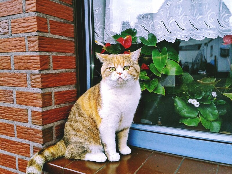Ginger Tabby Cat — Brown, Calm, Afternoon