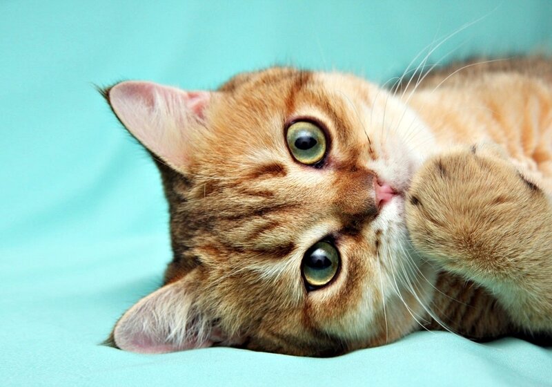 Ginger Tabby Cat — Brown, Calm