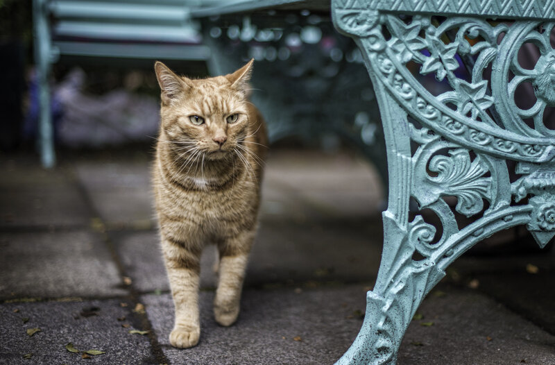 Ginger Tabby Cat — Brown