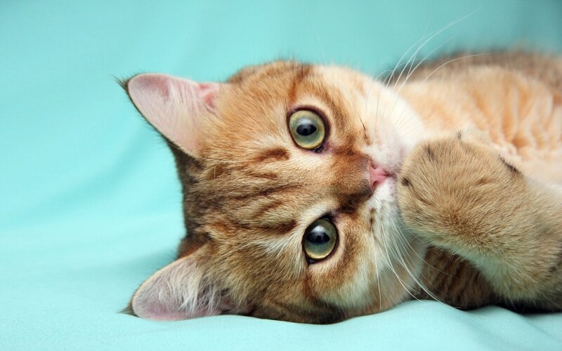 Ginger Tabby Cat — Light Blue, Calm, Photograph, Blanket
