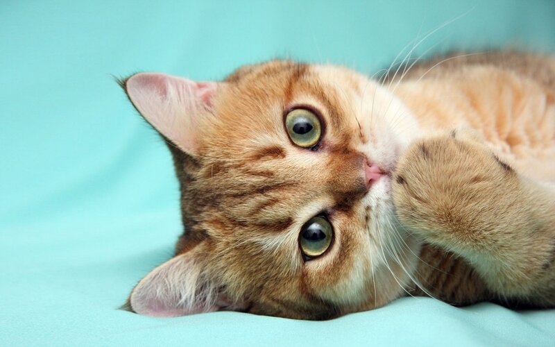 Ginger Tabby Cat — Light Blue, Calm, Photograph