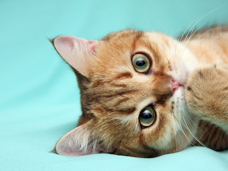 Ginger Tabby Cat — Light Blue