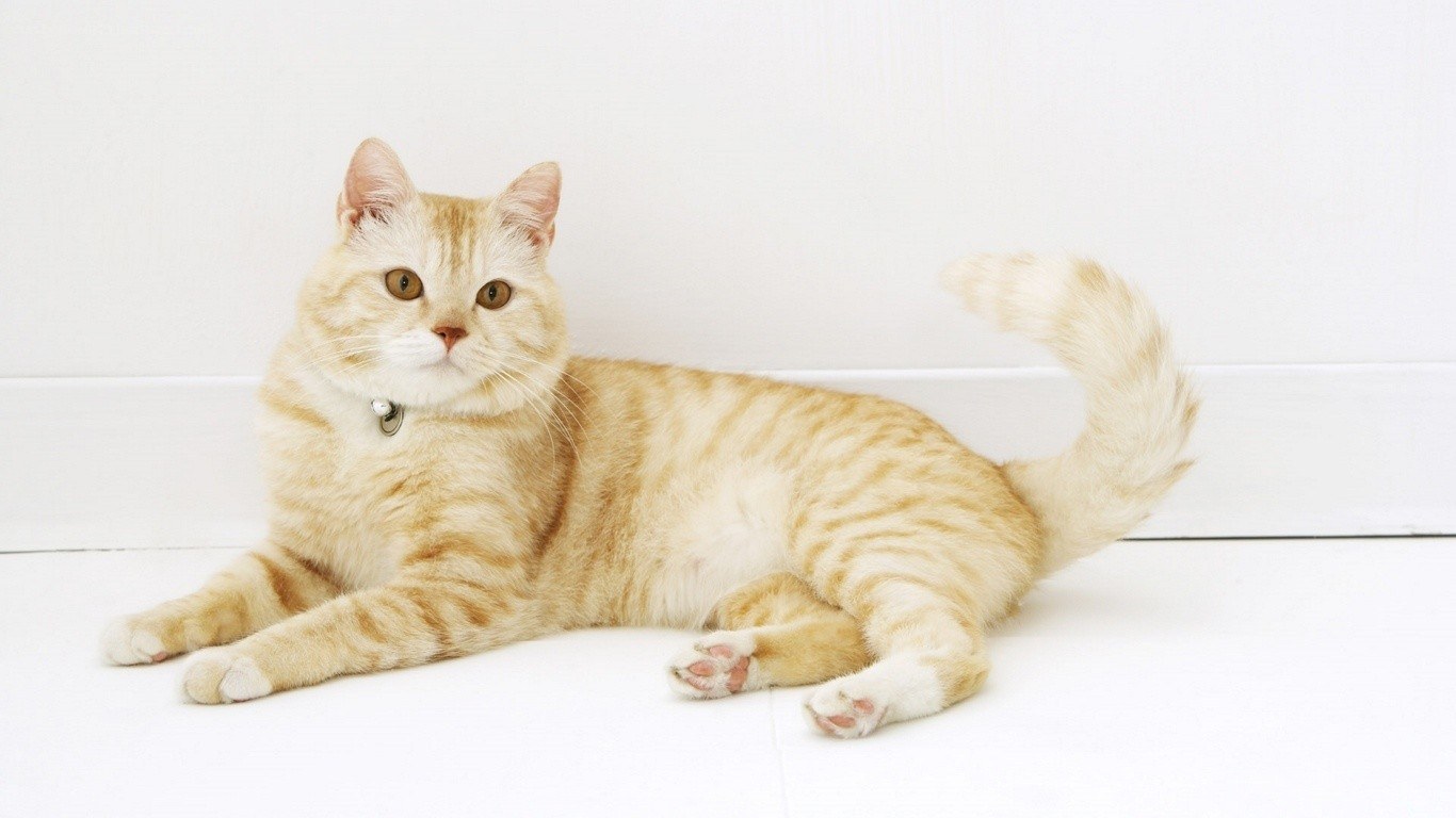 ginger tabby cat lying down