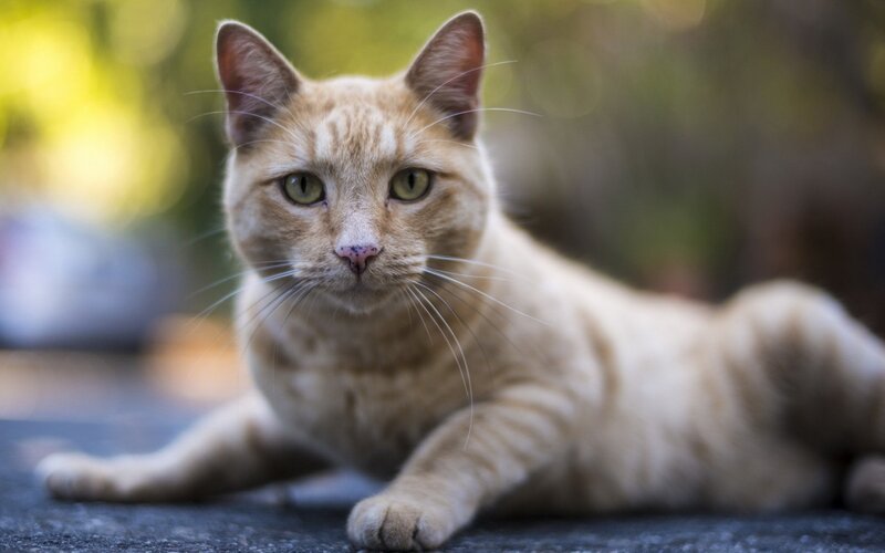 Ginger Tabby Cat — Orange, Calm, Afternoon