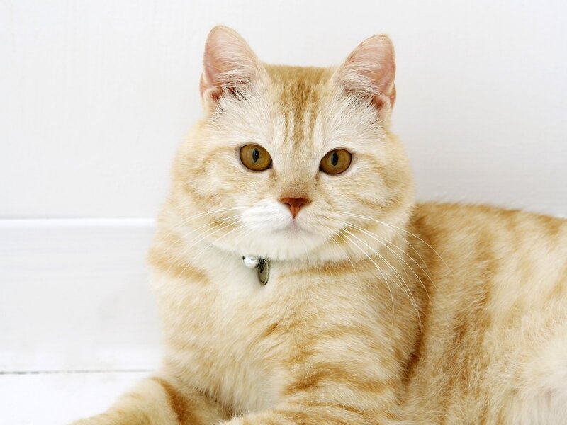 Ginger Tabby Cat — Orange, Calm, Photograph