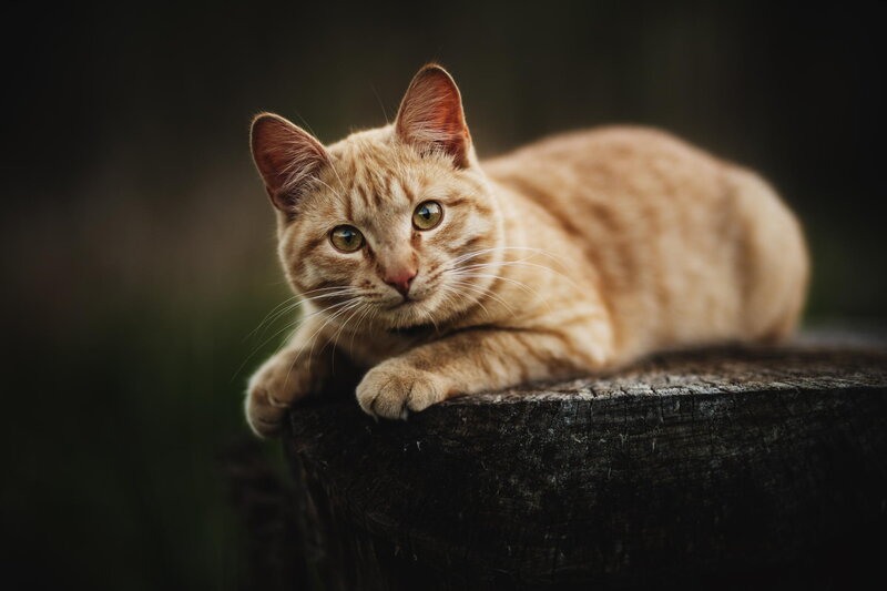 Ginger Tabby Cat — Orange, Calm, Sunset