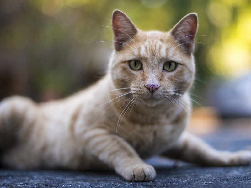 Ginger Tabby Cat — Orange, Calm