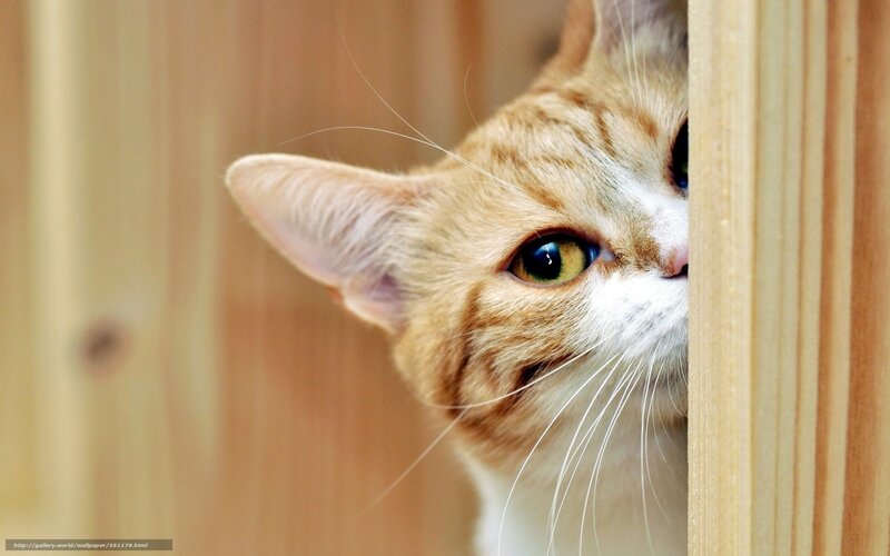 Ginger Tabby Cat — Orange, Curious, Photograph, Wooden Panel