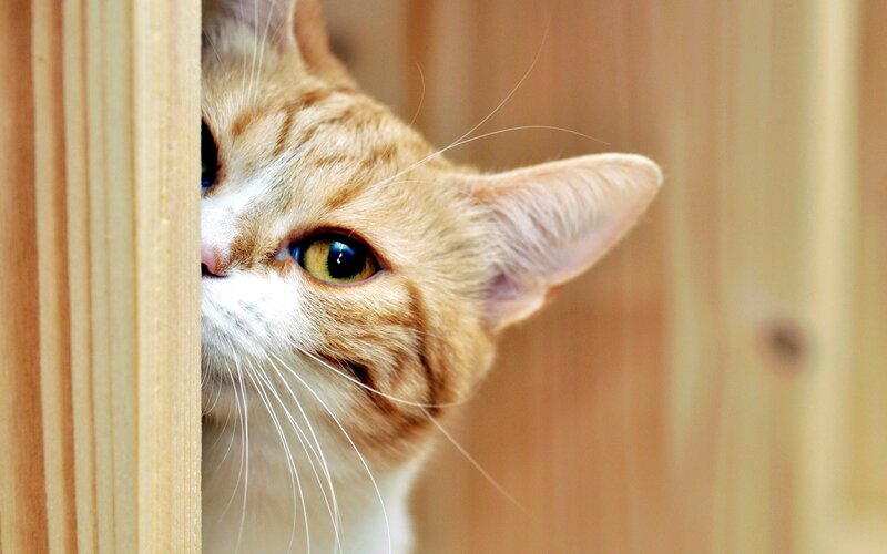 Ginger Tabby Cat — Orange, Curious, Photograph, Wooden Surface
