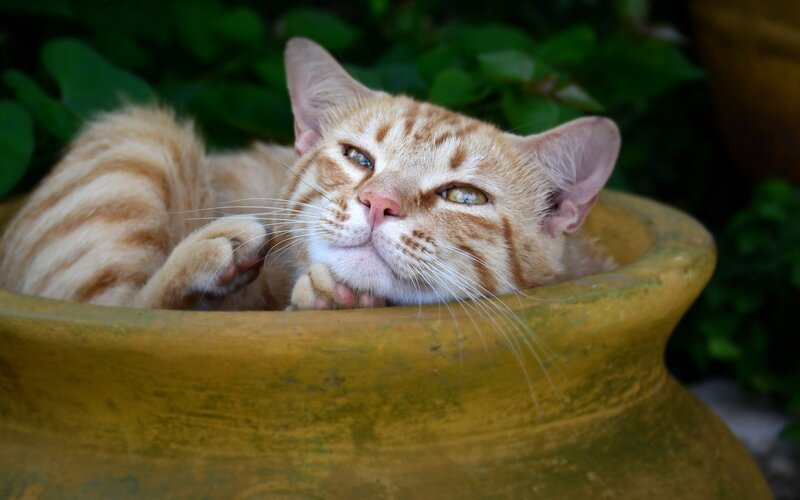Ginger Tabby Cat — Orange, Relaxed