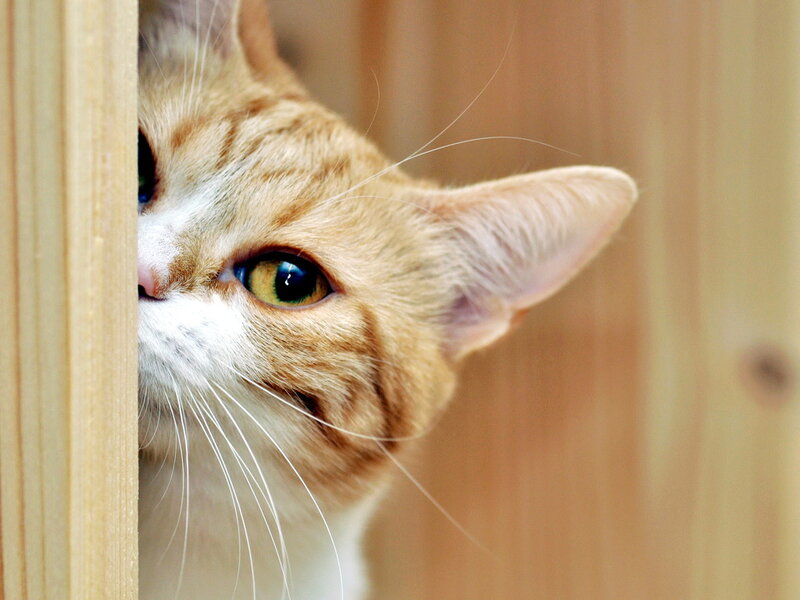 Ginger Tabby Cat — Orange