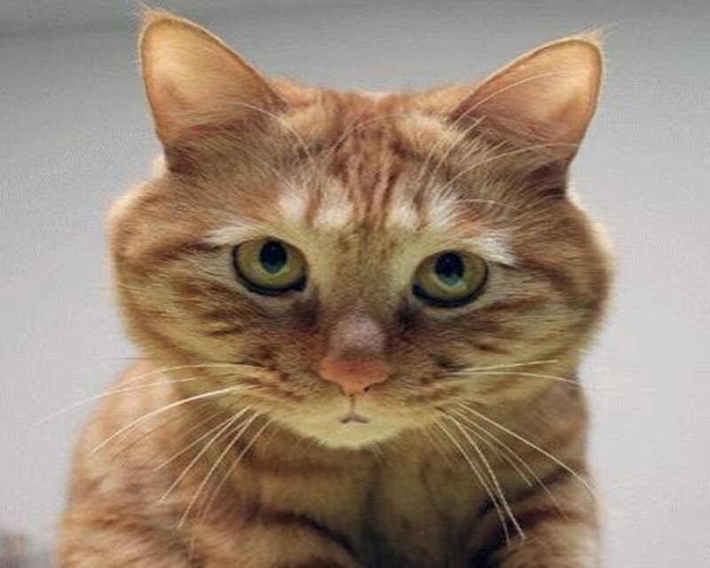 ginger tabby cat portrait