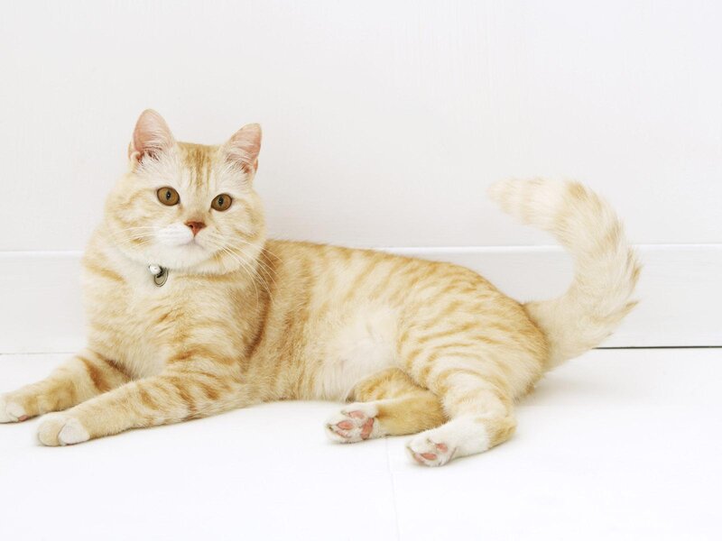 Ginger Tabby Cat