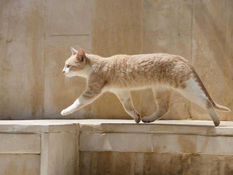 Ginger Tabby Cat Walking