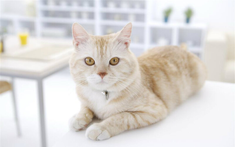 Ginger Tabby Cat — White, Calm, Morning