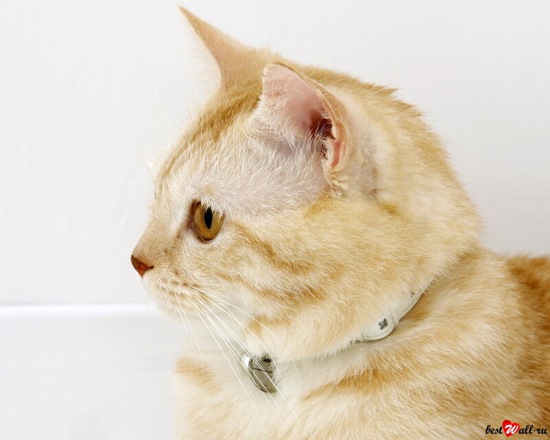 Ginger Tabby Cat — White, Calm, Photograph