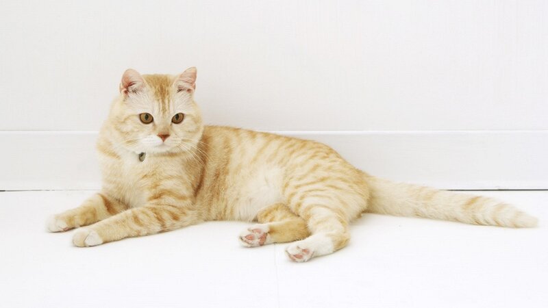 Ginger Tabby Cat — White, Calm, Photograph, Wall, Floor, Orange