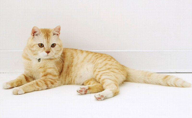 Ginger Tabby Cat — White, Calm, Photograph, Wall