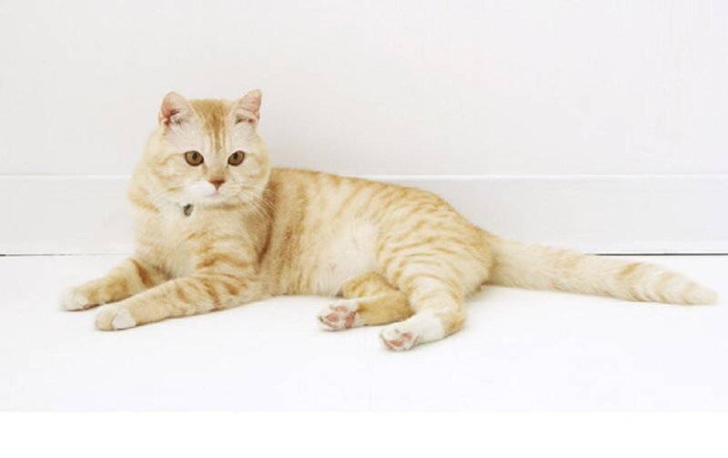 Ginger Tabby Cat — White, Calm