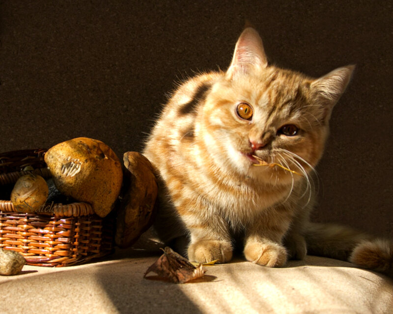 Ginger Tabby Kitten