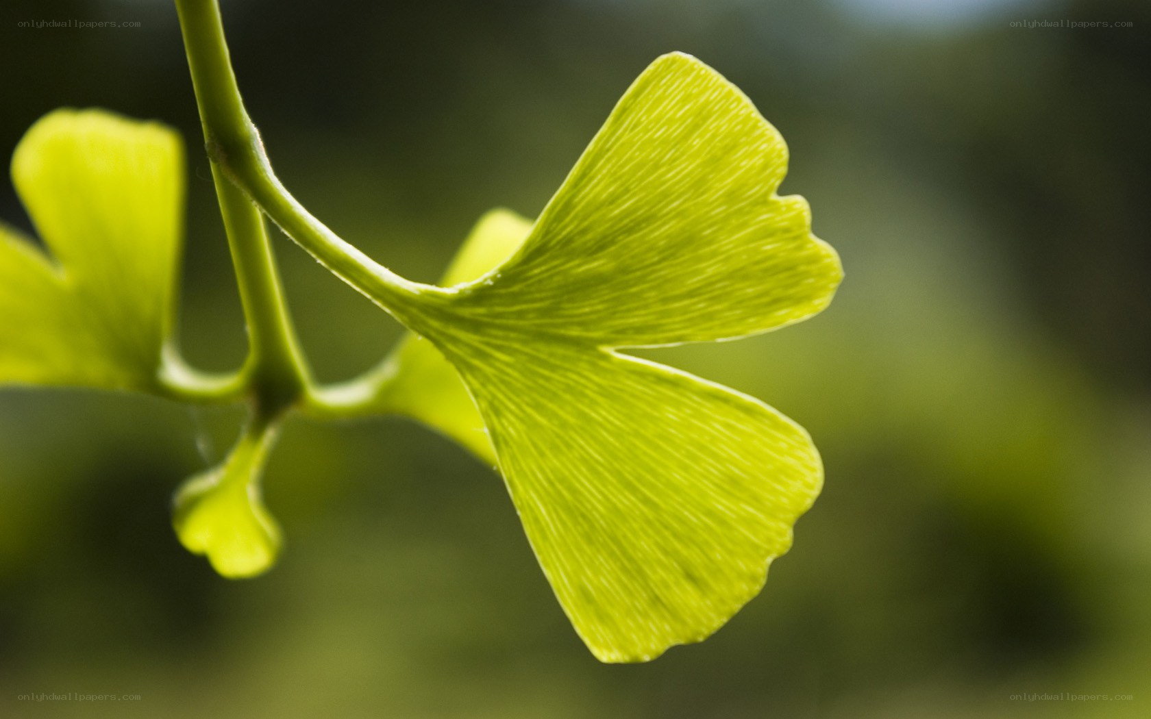 Ginkgo biloba leaf close-up