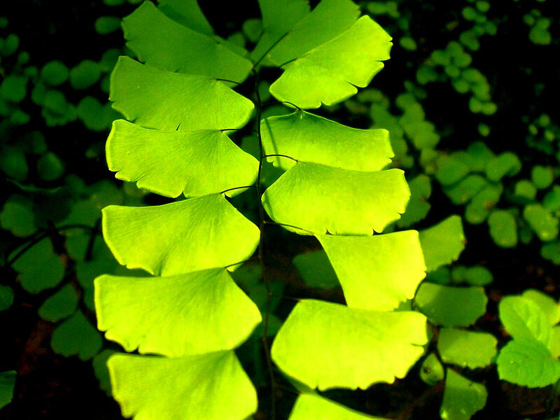 Ginkgo Biloba Leaf