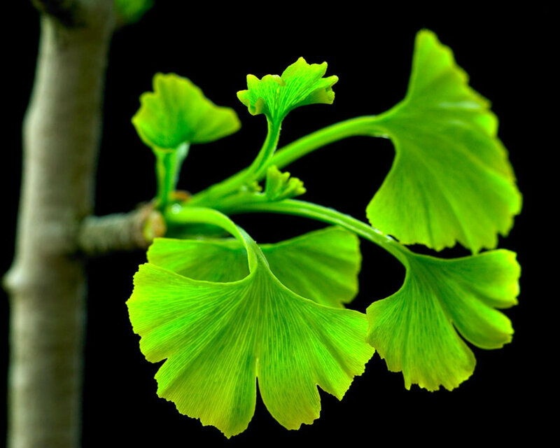 Ginkgo Biloba Leaves — Green, Serene