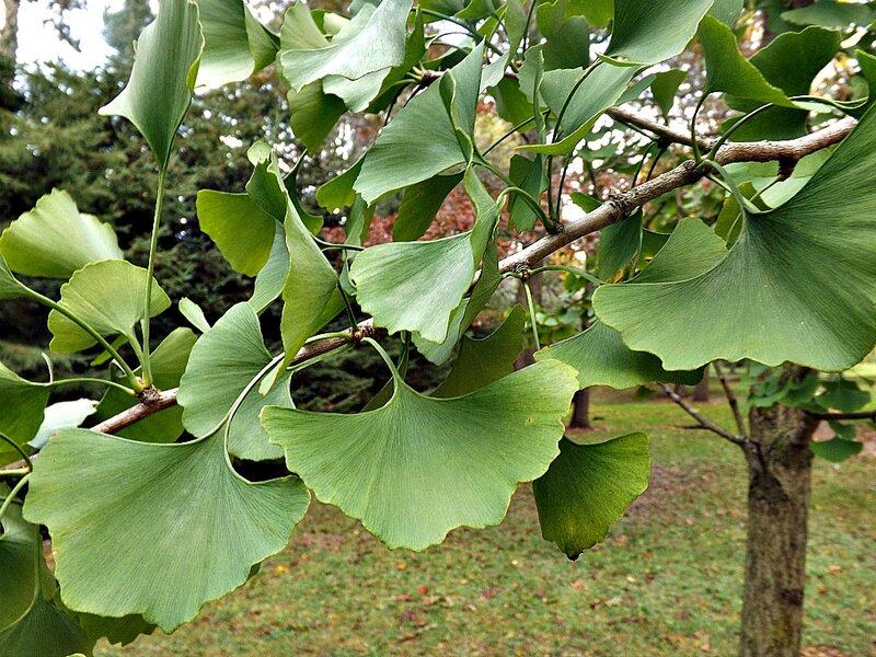 Ginkgo Biloba Leaves — Green