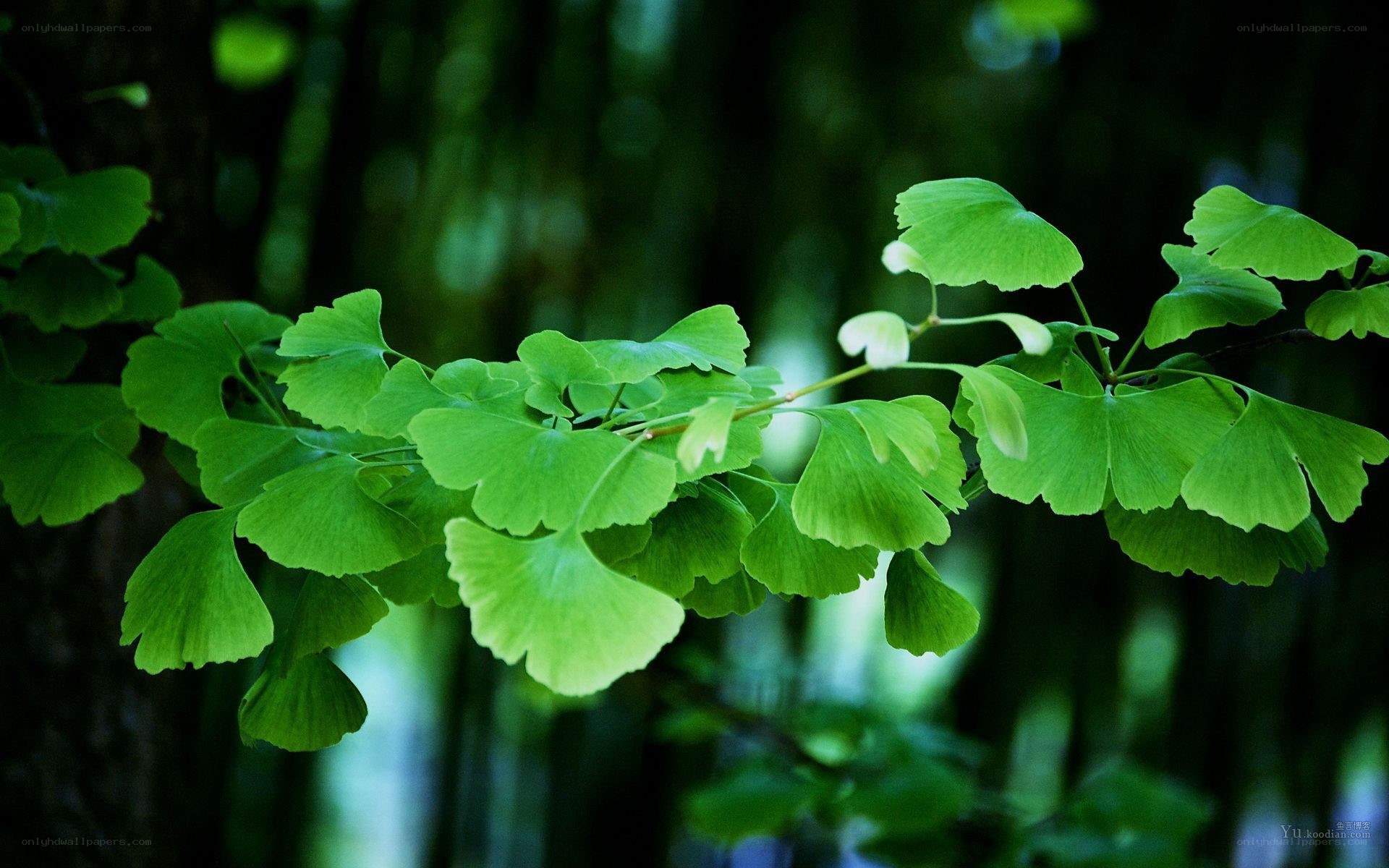 Ginkgo biloba leaves in forest