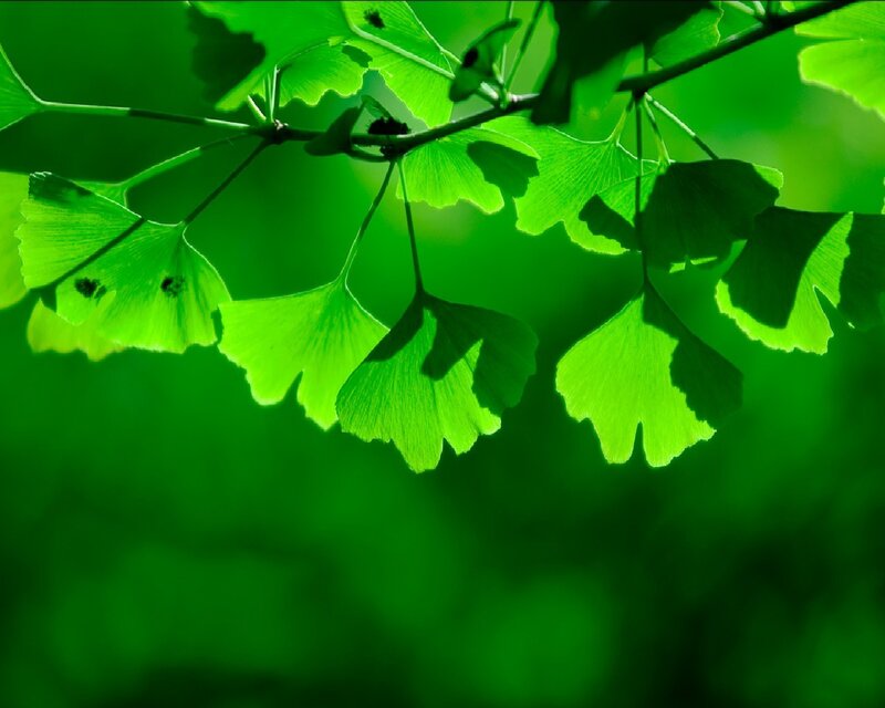 Ginkgo Biloba Leaves