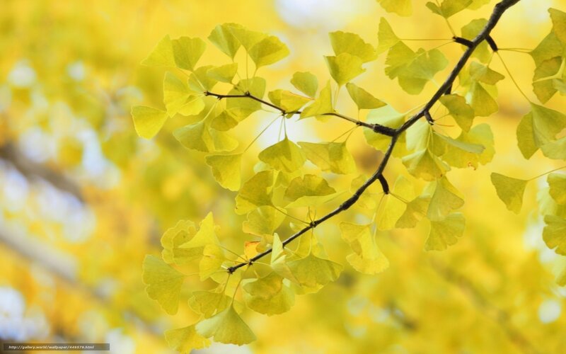 Ginkgo Branch with Yellow Leaves