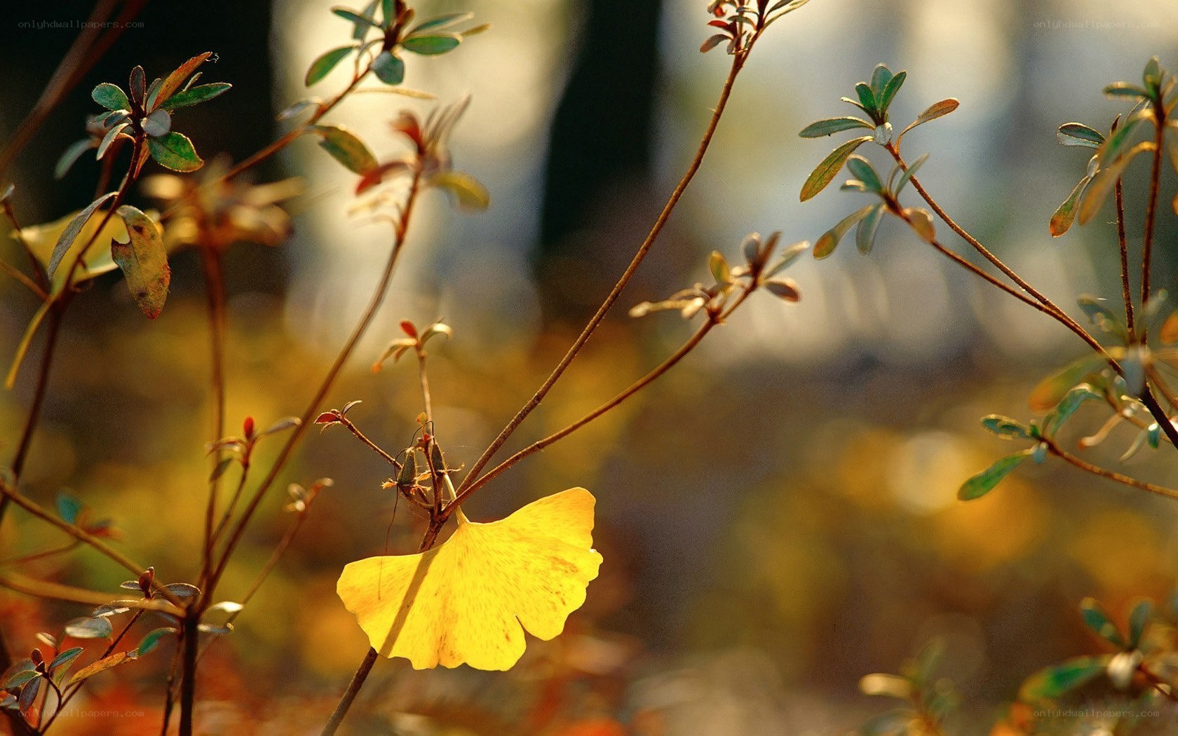 Ginkgo leaf in autumn light