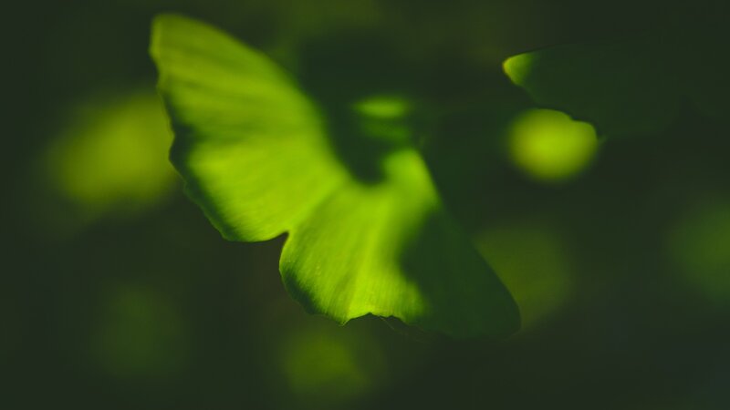Ginkgo Leaf in Focus